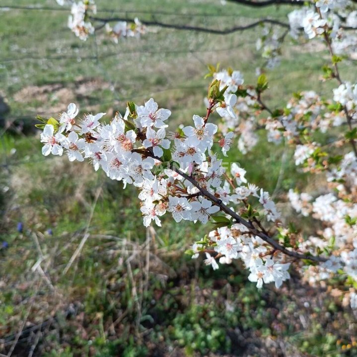 Prunier-cerise, Myrobolan, Prunus cerasifera image